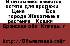 В питомнике имеются котята для продажи › Цена ­ 30 000 - Все города Животные и растения » Кошки   . Брянская обл.,Клинцы г.